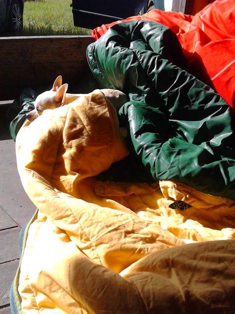 Chihuahua Charlie billede 6