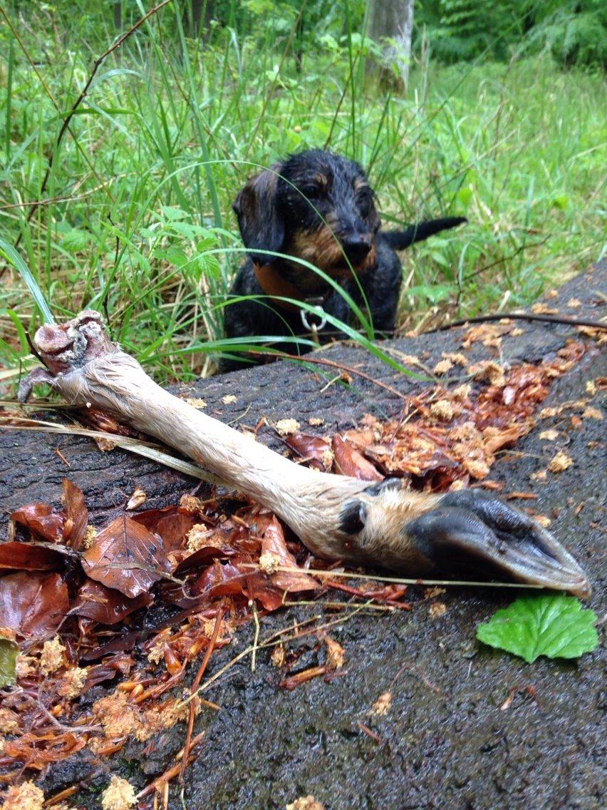 Gravhund DKBRCH(G) SE(G)CH Rafeldi's Agnes Fidelis billede 7