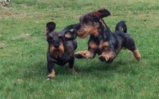 Gravhund DKBRCH(G) SE(G)CH Rafeldi's Agnes Fidelis billede 9