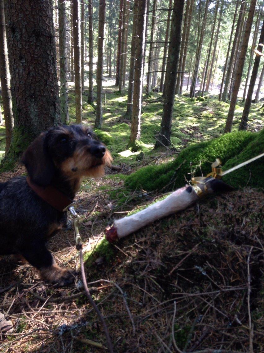 Gravhund DKBRCH(G) SE(G)CH Rafeldi's Agnes Fidelis billede 8