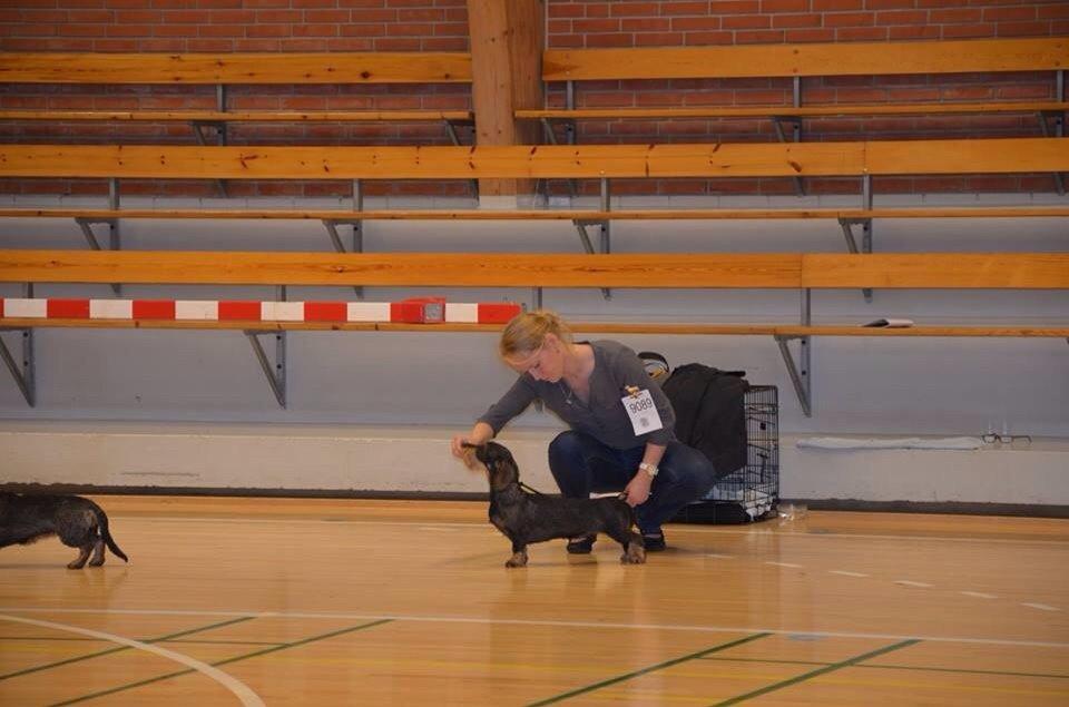 Gravhund DKBRCH(G) SE(G)CH Rafeldi's Agnes Fidelis billede 11