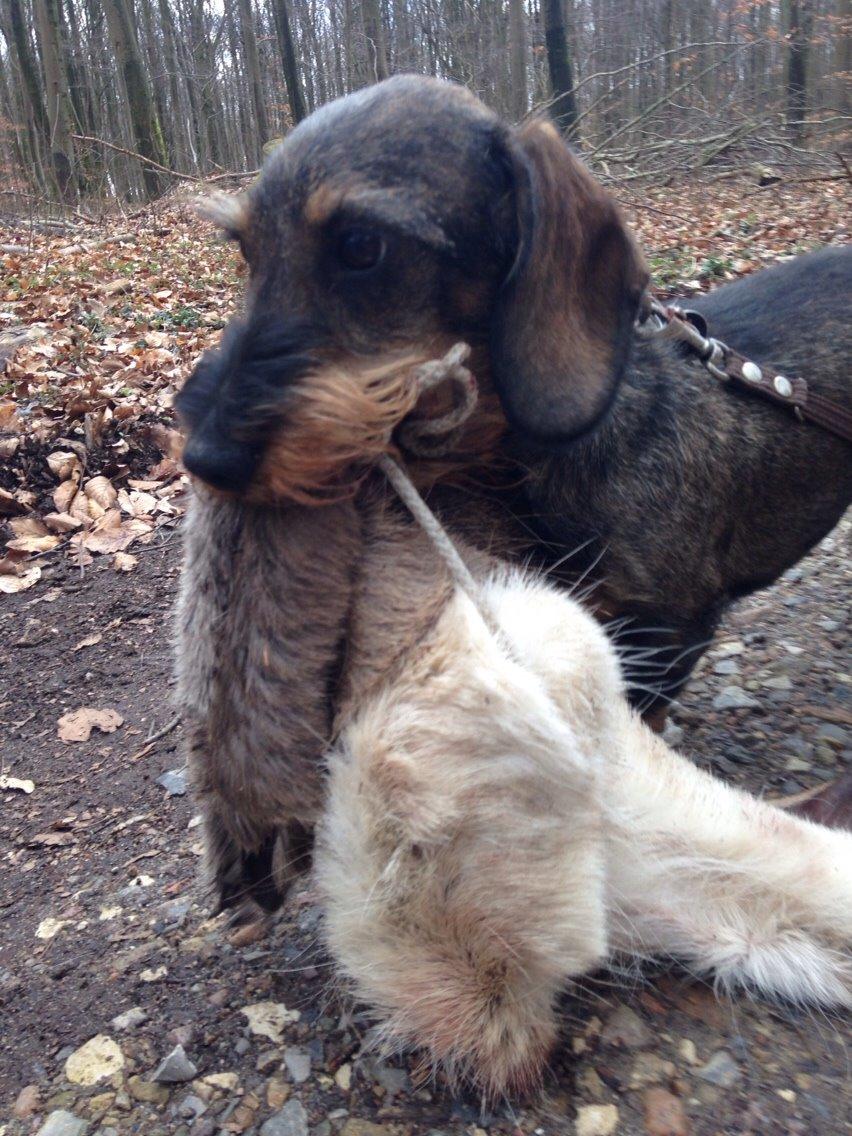 Gravhund DKBRCH(G) SE(G)CH Rafeldi's Agnes Fidelis billede 10