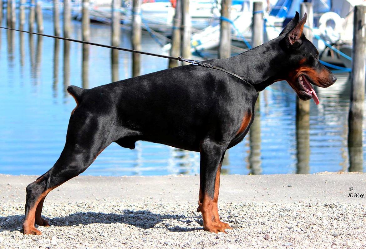 Dobermann LTJCH PLJW14 BALJW14 ROCH Tahi-Reme Jedi billede 2