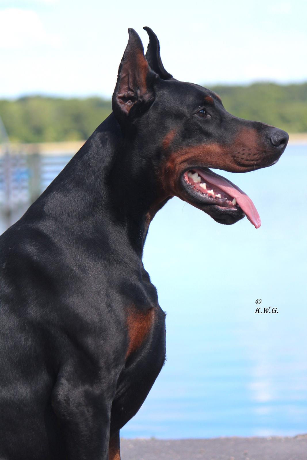 Dobermann LTJCH PLJW14 BALJW14 ROCH Tahi-Reme Jedi billede 3