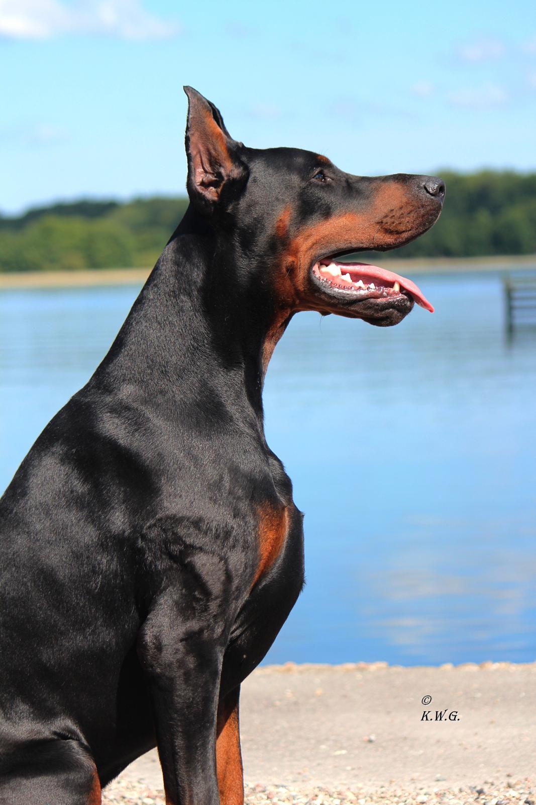 Dobermann LTJCH PLJW14 BALJW14 ROCH Tahi-Reme Jedi billede 4