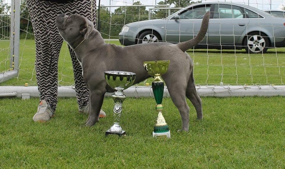Olde english bulldogge GroovyBulls Marylin Monroe (Amiee) billede 27