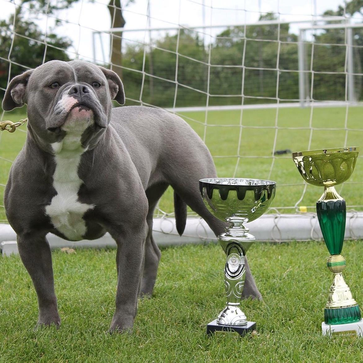 Olde english bulldogge GroovyBulls Marylin Monroe (Amiee) billede 28