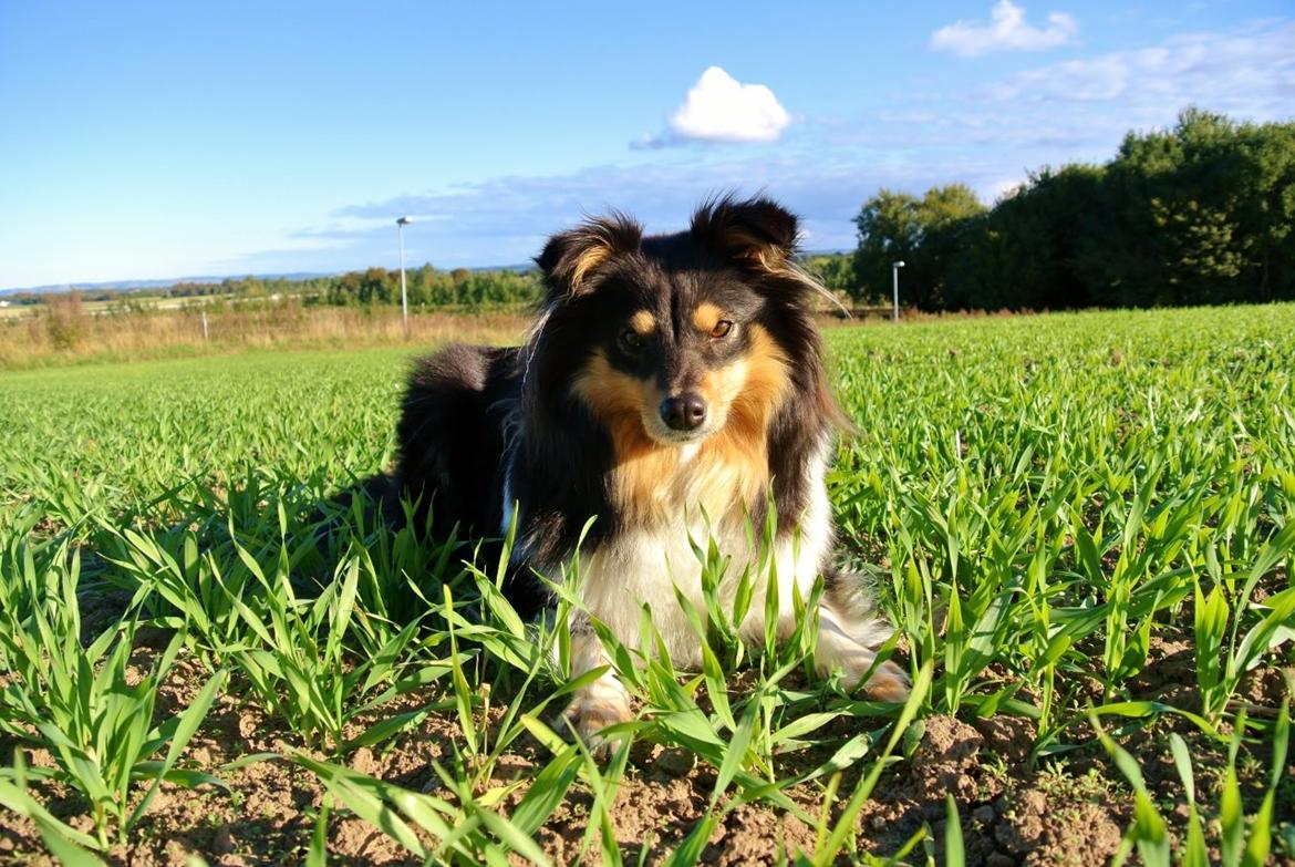 Shetland sheepdog Freja billede 1