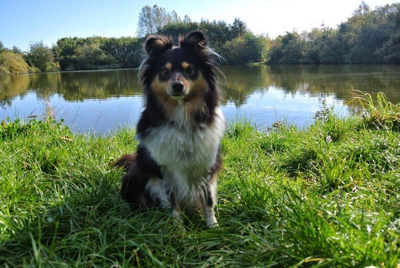 Shetland sheepdog Freja billede 2