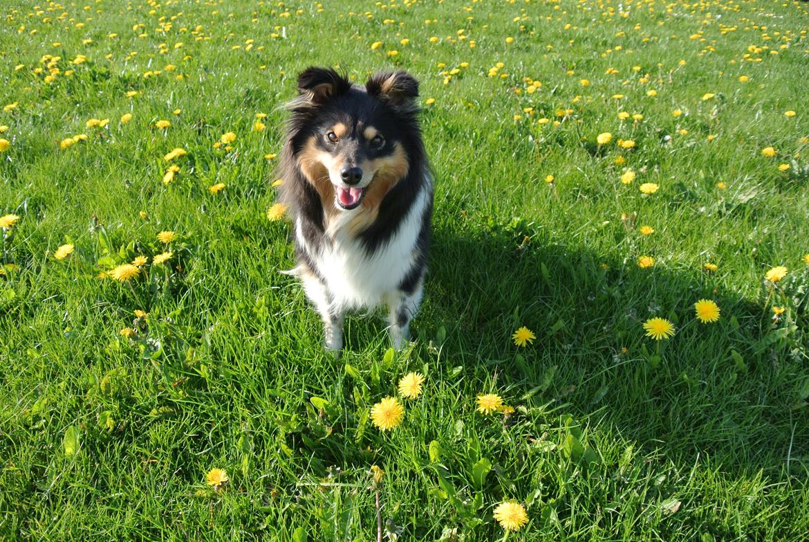 Shetland sheepdog Freja billede 3