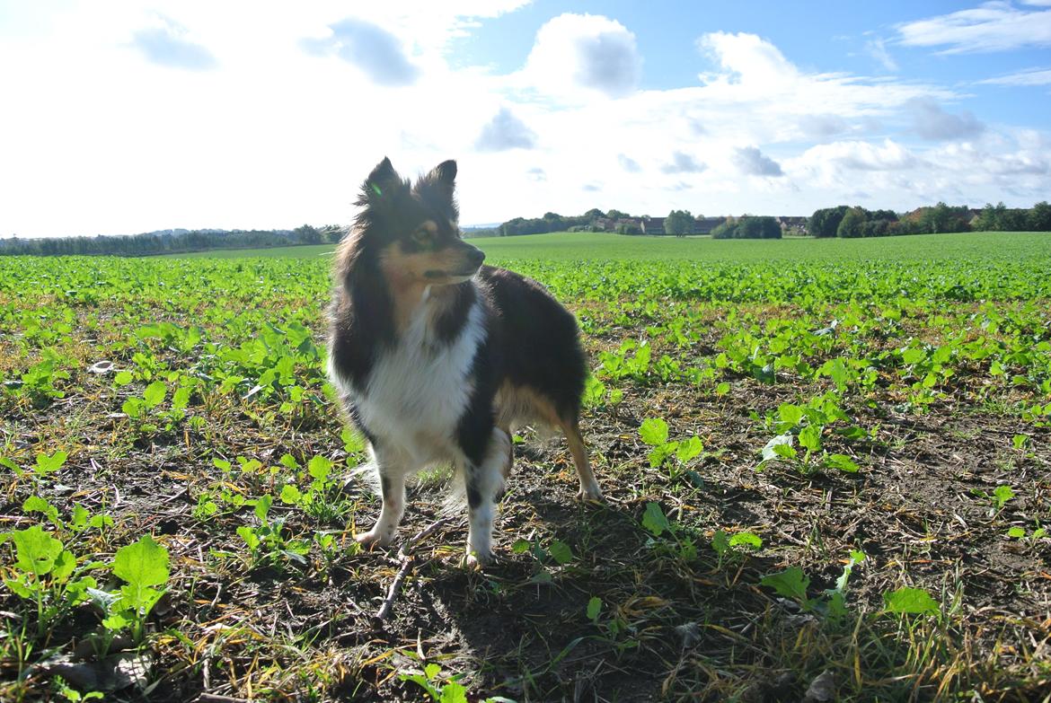 Shetland sheepdog Freja billede 4