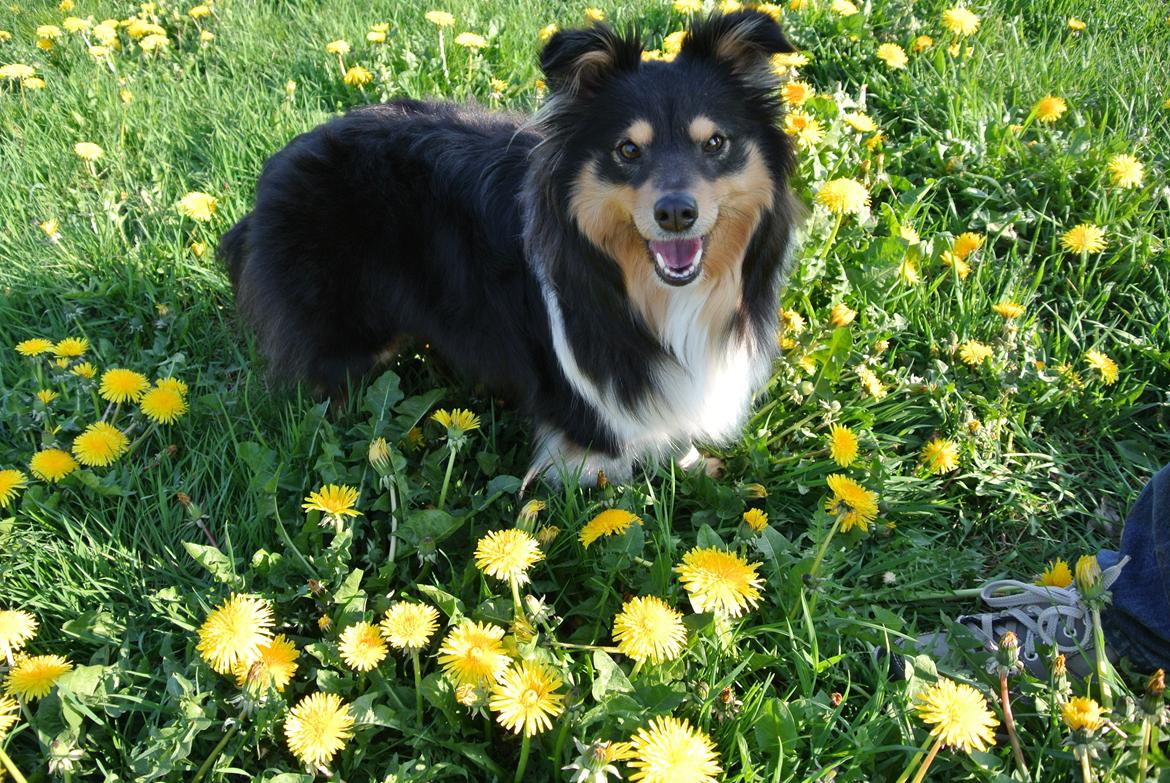 Shetland sheepdog Freja billede 6