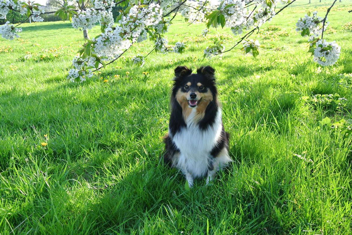 Shetland sheepdog Freja billede 5