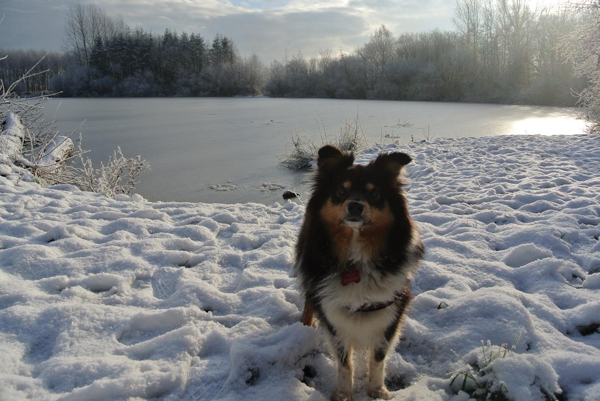 Shetland sheepdog Freja billede 7