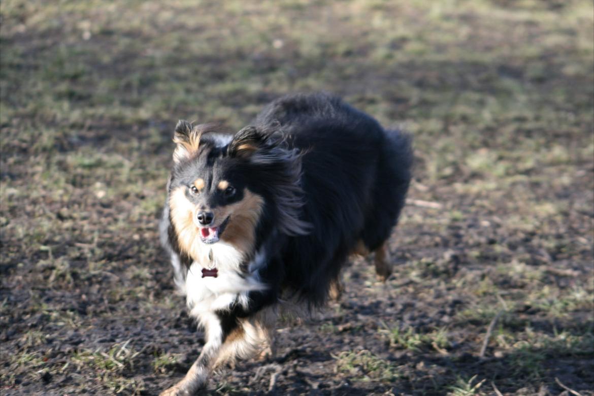 Shetland sheepdog Freja billede 8