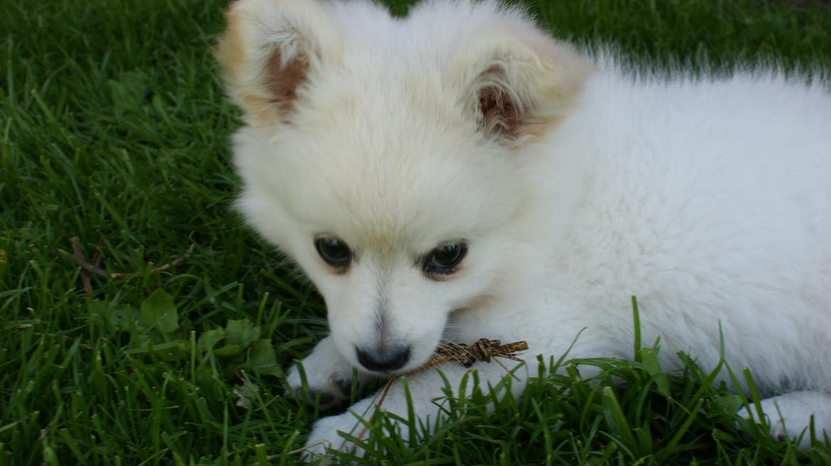 Blanding af racer Pepe billede 2