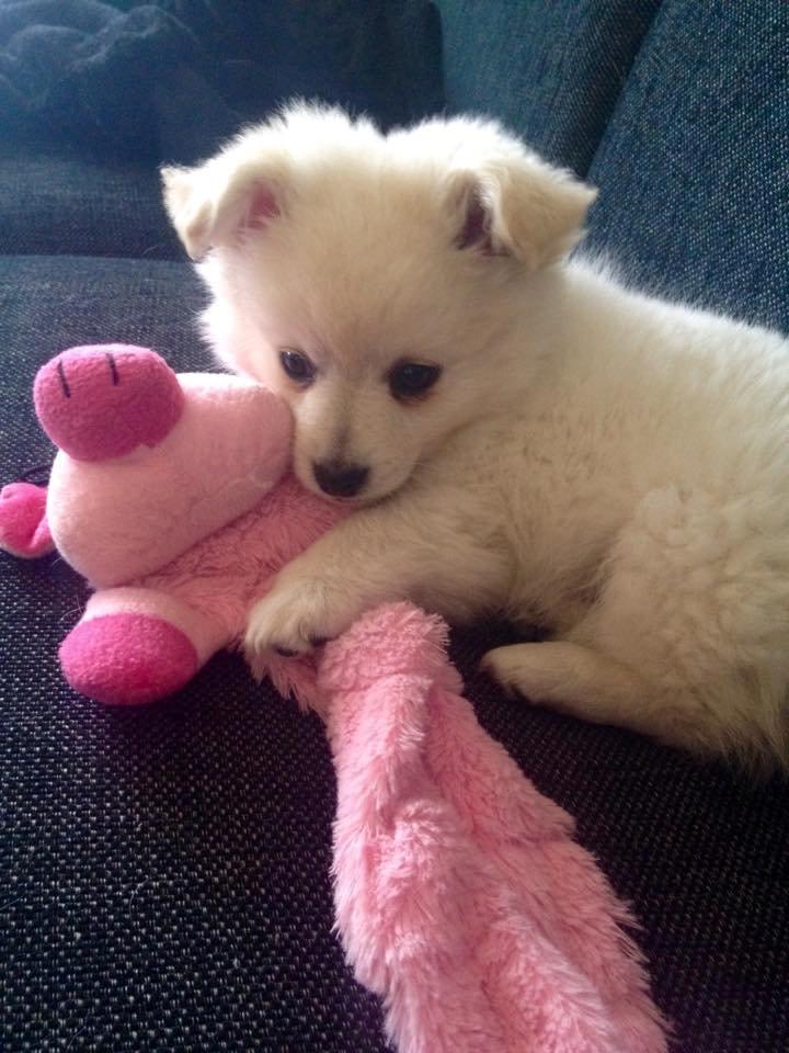 Blanding af racer Pepe billede 3