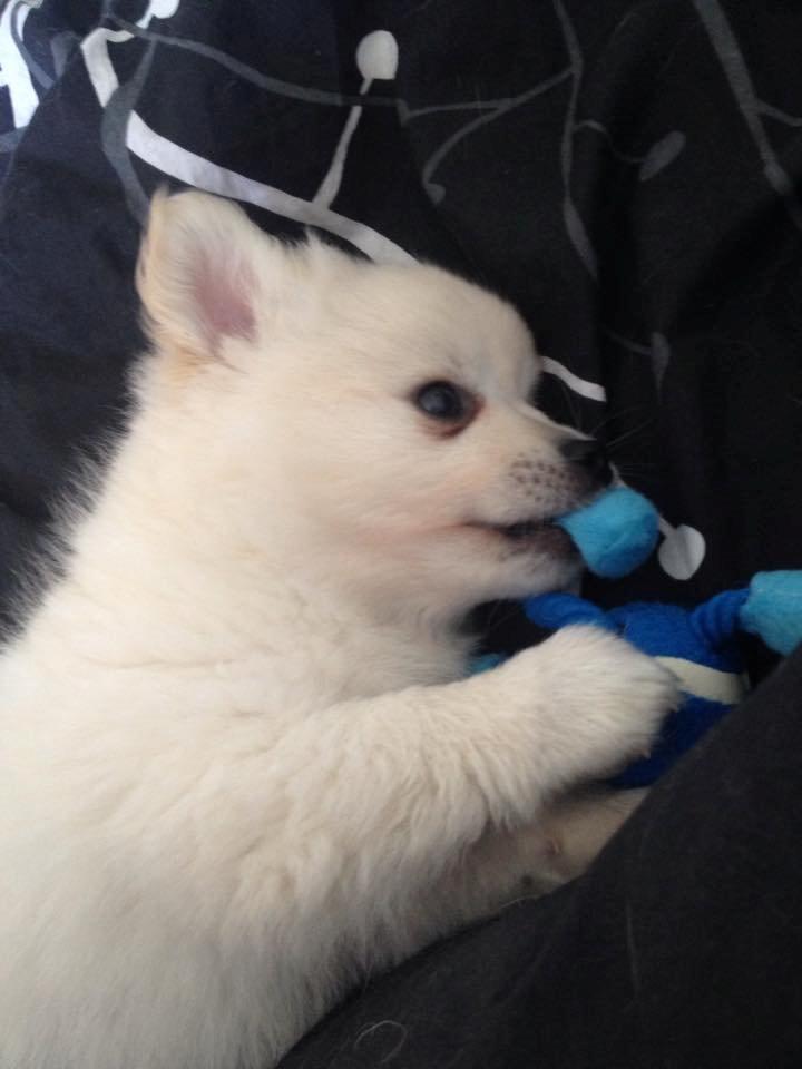 Blanding af racer Pepe billede 4