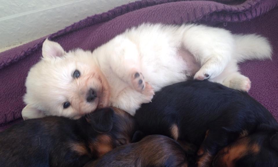 Blanding af racer Pepe - Pepe 4 uger billede 6