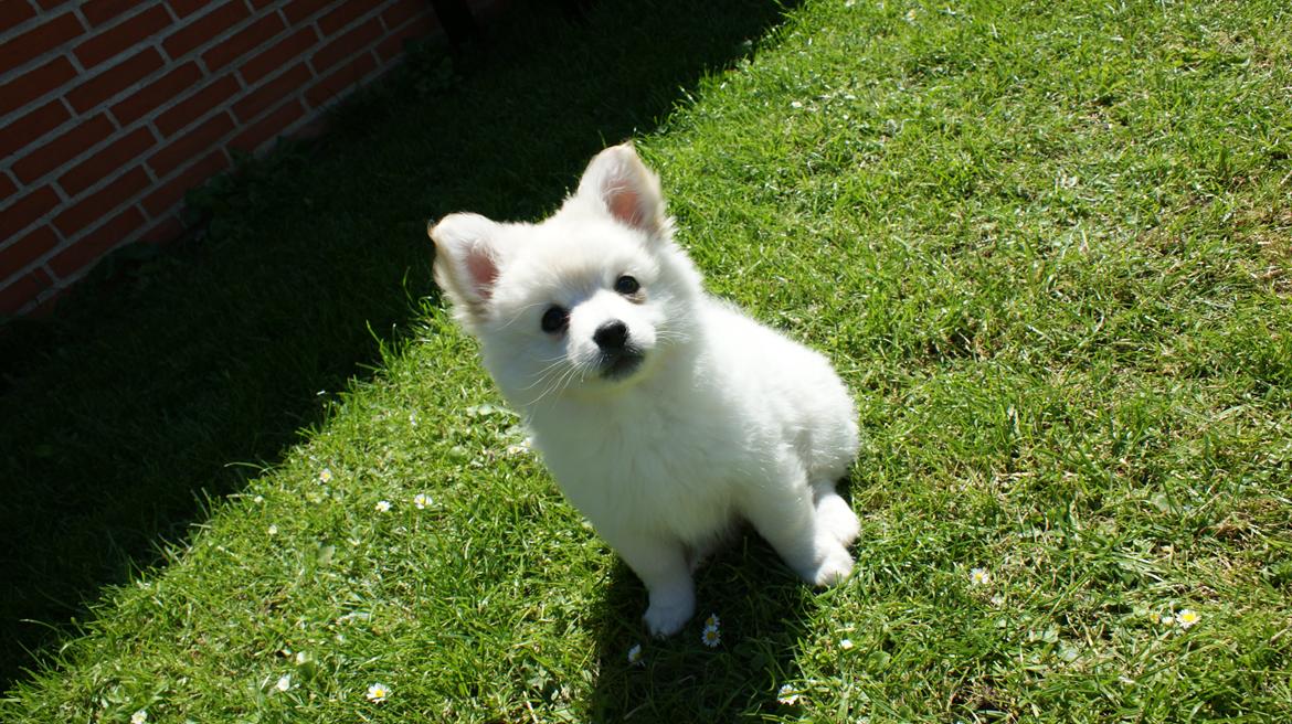 Blanding af racer Pepe billede 7