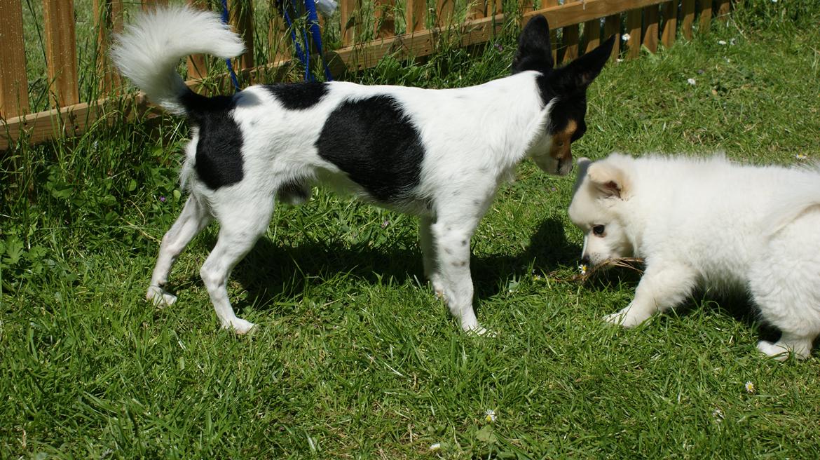 Blanding af racer Pepe - Pepe og storebror Felix billede 8