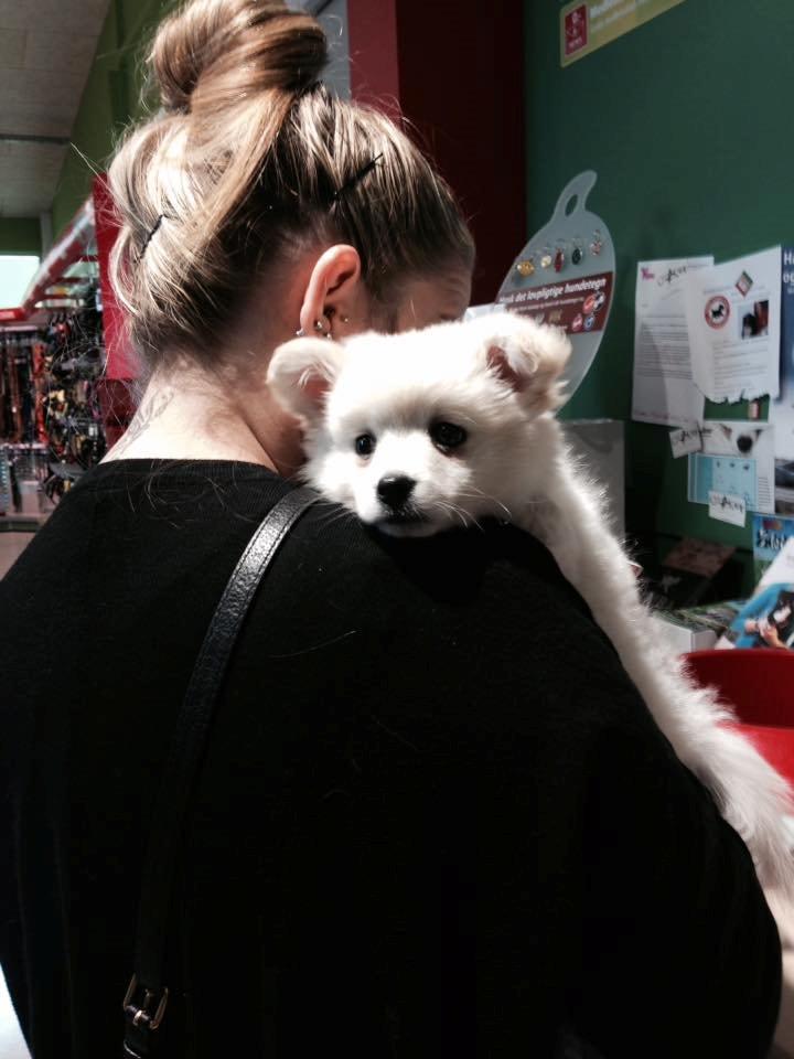 Blanding af racer Pepe - Pepe er med i maxizoo billede 9