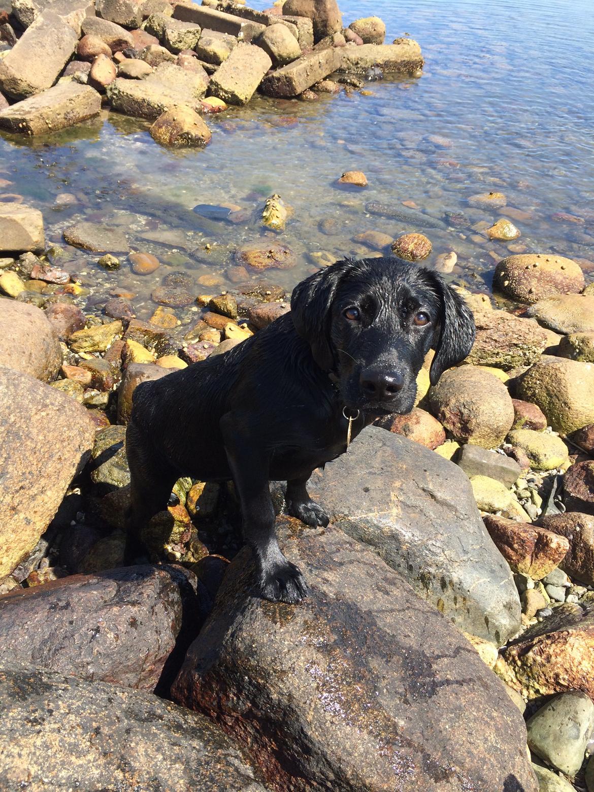 Blanding af racer Trixie - Jeg elsker at bade, så en tur ned til vandet siger jeg ikke nej til billede 11