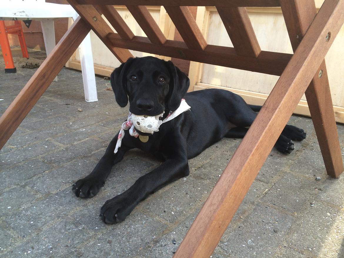 Blanding af racer Trixie - Jeg elsker bolde billede 12