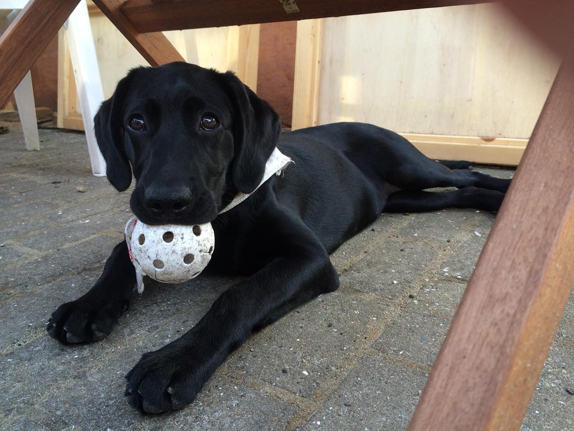 Blanding af racer Trixie - Så her er en af mine bolde billede 13