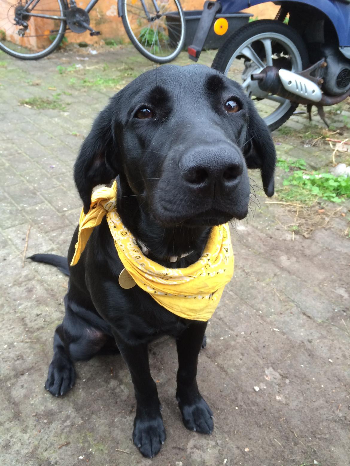 Blanding af racer Trixie - Mor kan godt lide at pynte mig billede 14