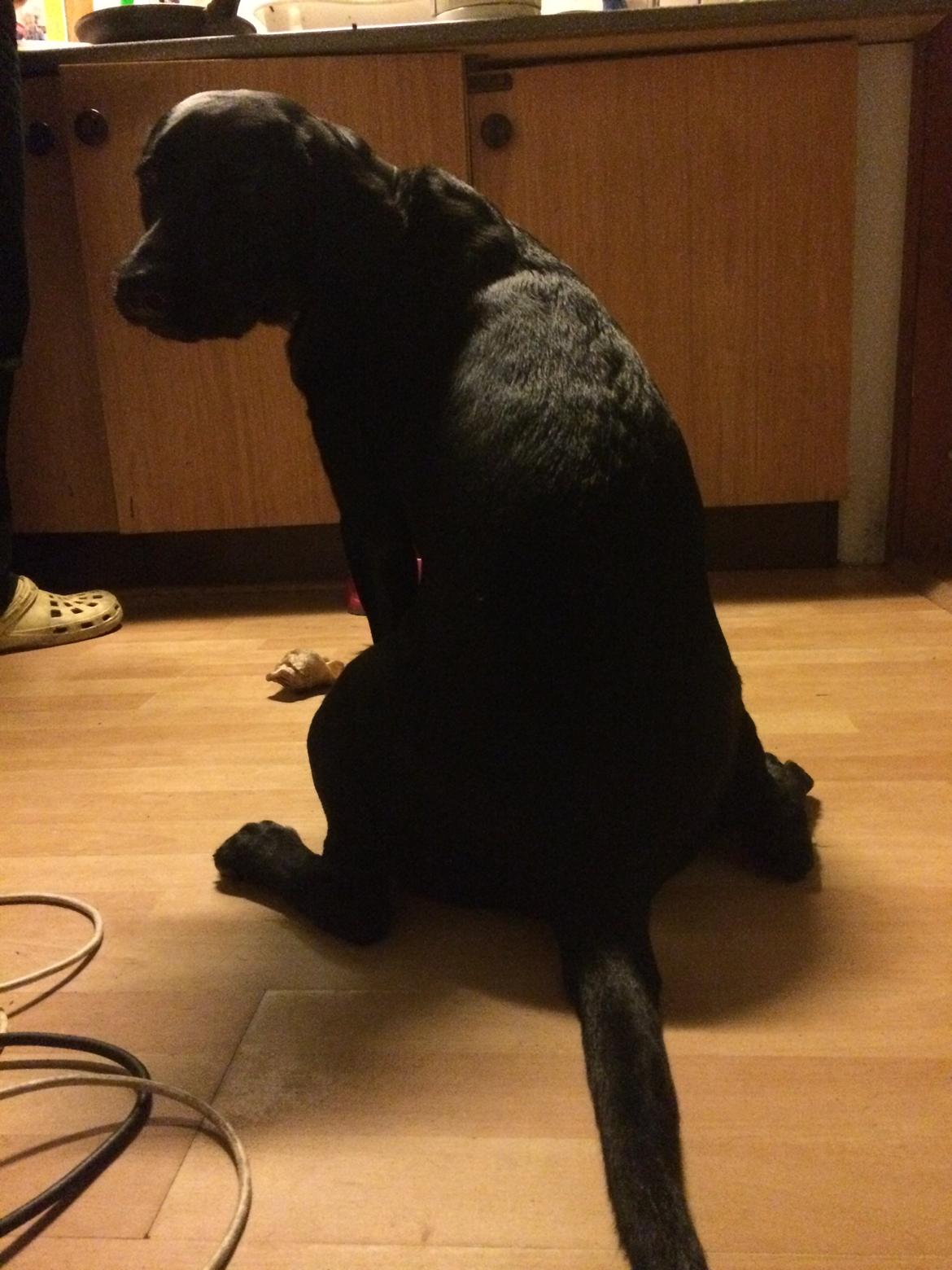 Blanding af racer Trixie - Mor synes jeg er så sjov når jeg sigger i køkkenet og kigger på når far laver mad billede 15