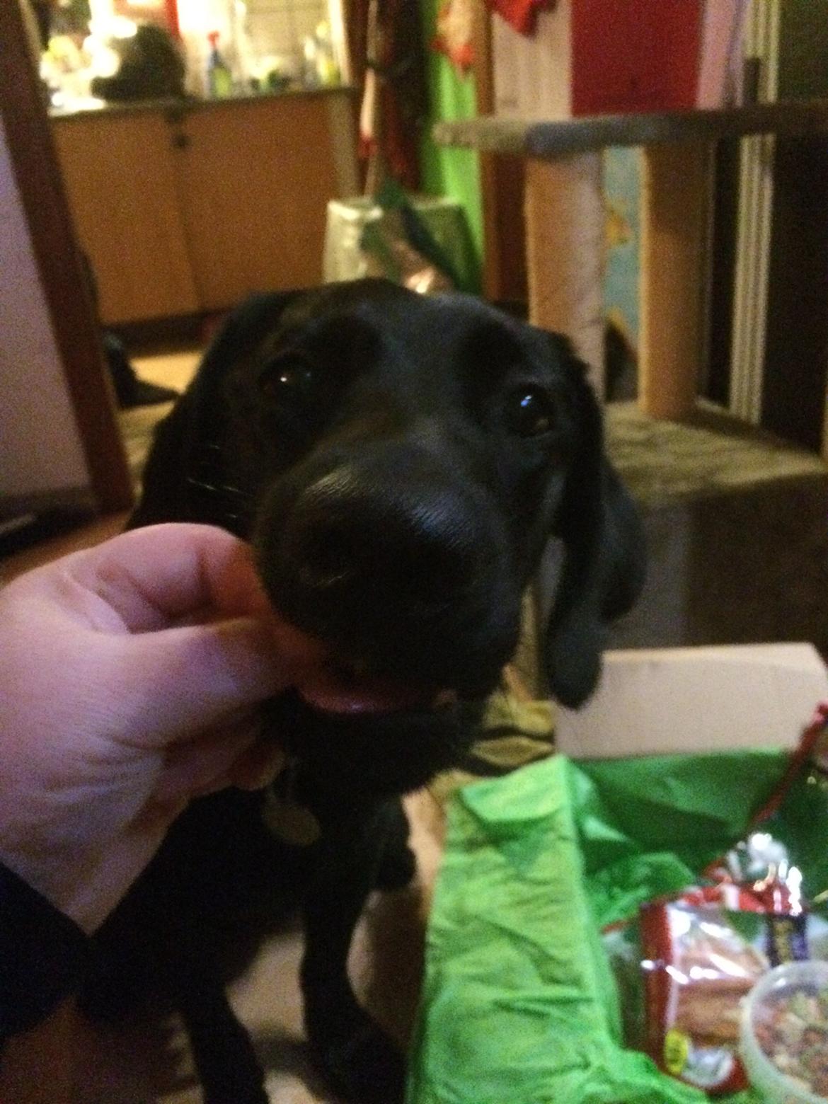 Blanding af racer Trixie - Jeg fik noget der hedder PetBox. Elskede alle godbidder og legetøj, men så stoppede de, så nu får jeg ikke det en gang i måneden mere :( billede 16