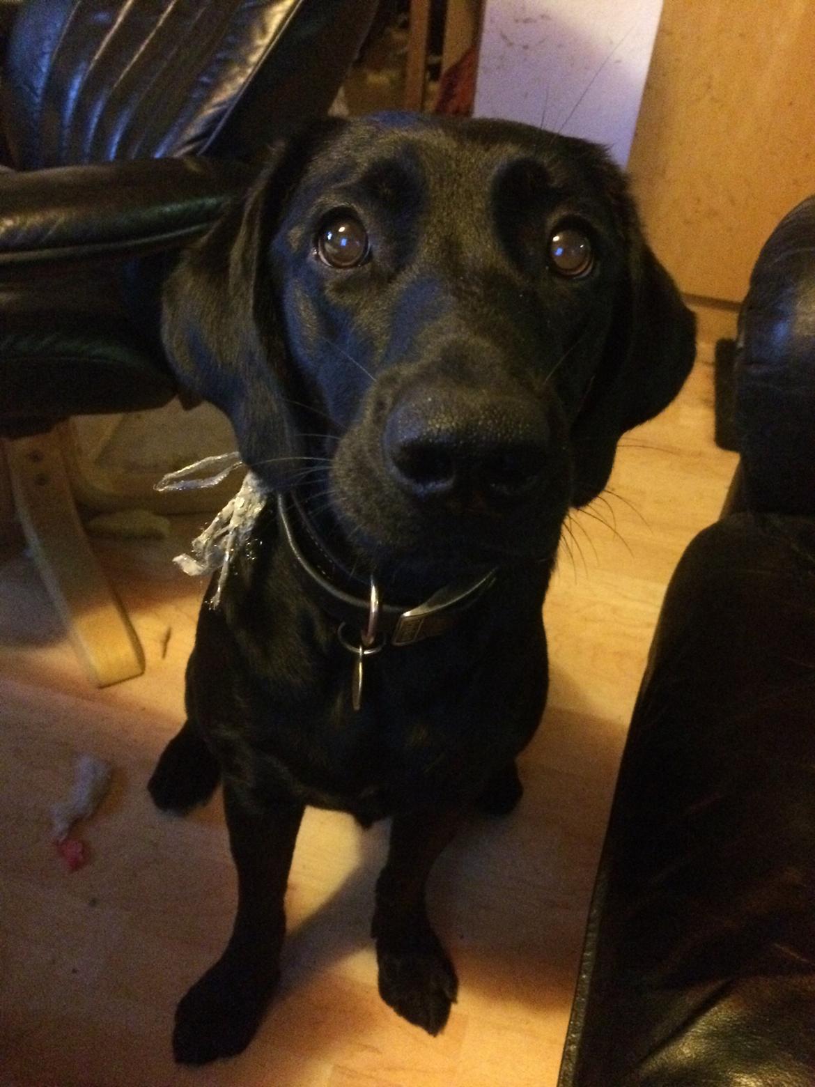 Blanding af racer Trixie - Mor elsker at tage billeder af mig billede 17