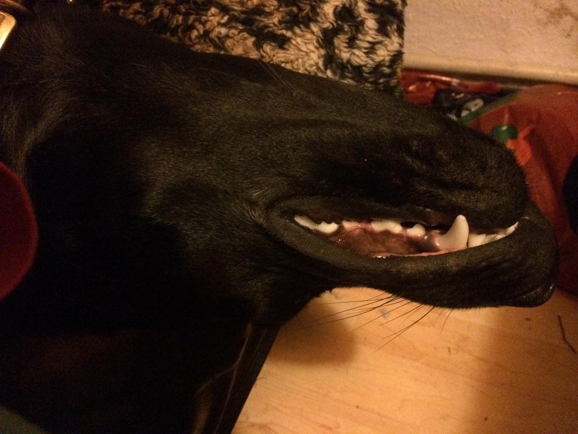 Blanding af racer Trixie - Her sover jeg... billede 18