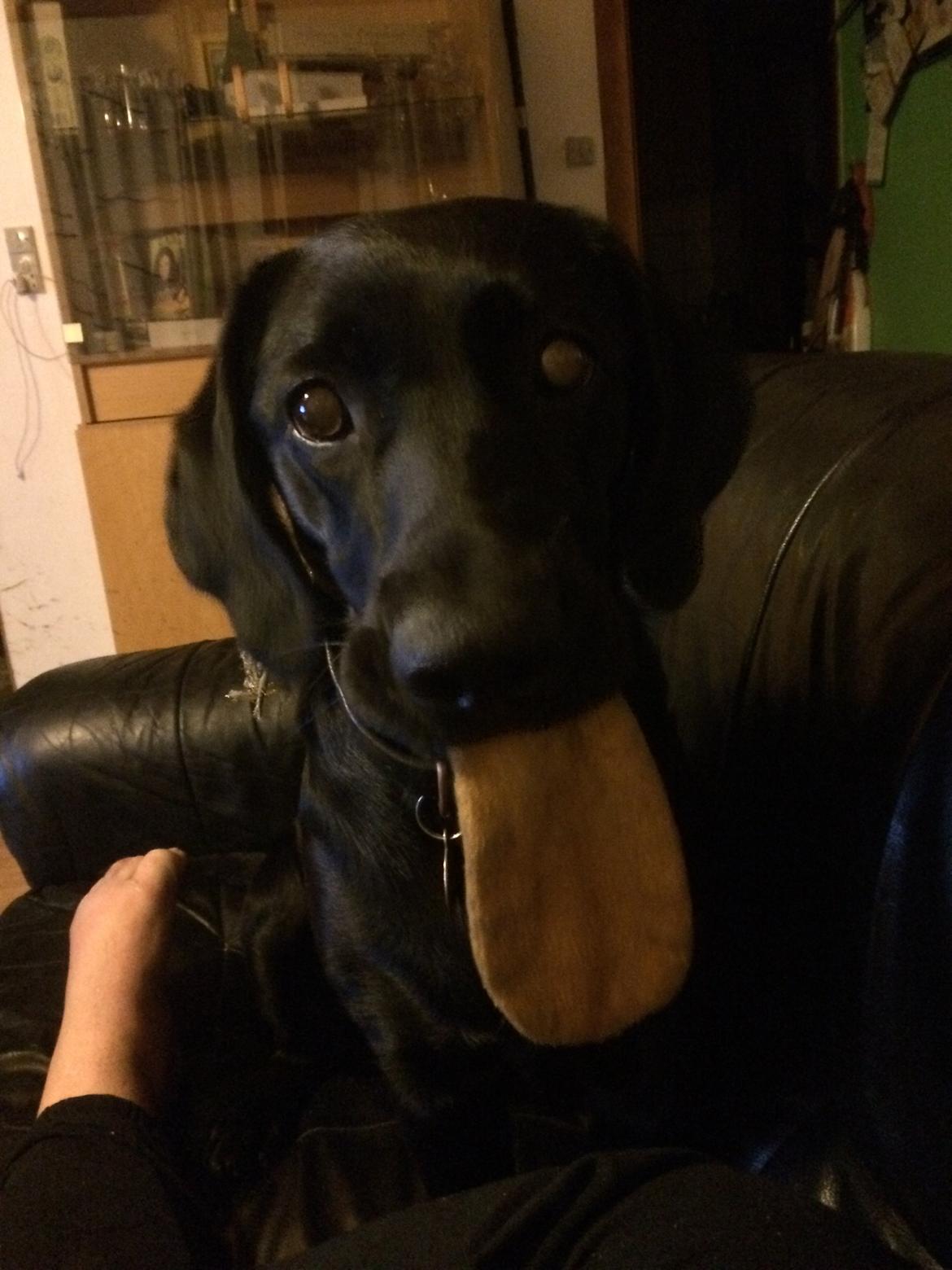 Blanding af racer Trixie - Hehe sjovt,, ser ud som en tunge, men er et øre tilhørende et legetøj billede 19