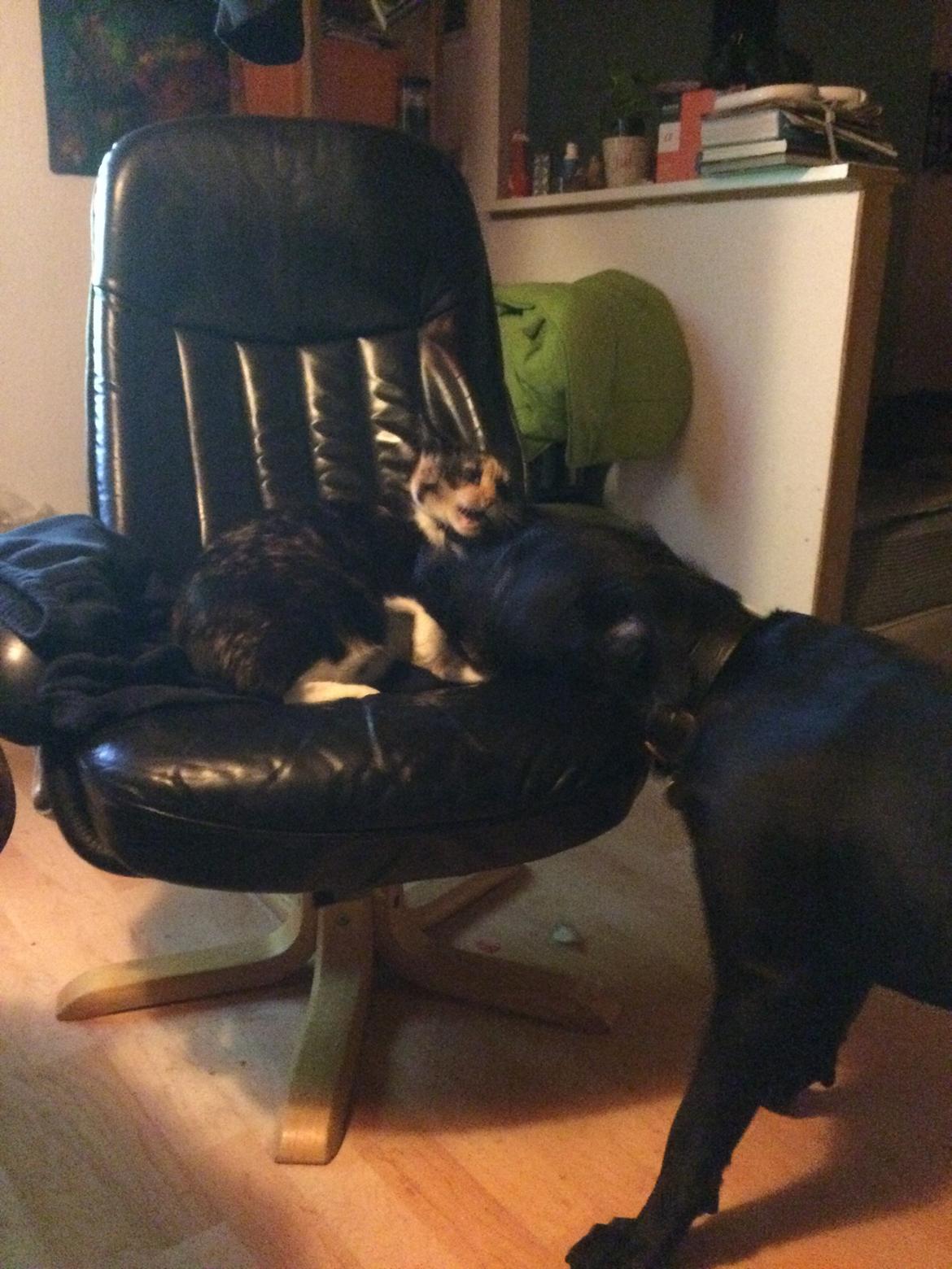 Blanding af racer Trixie - Jeg elsker vores kat Maskepot, og jeg bliver ved med at irritere hende, det er sjovt billede 20