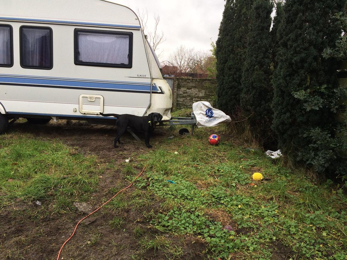 Blanding af racer Trixie - Her er så min legeplads når vi ikke er på tur billede 21