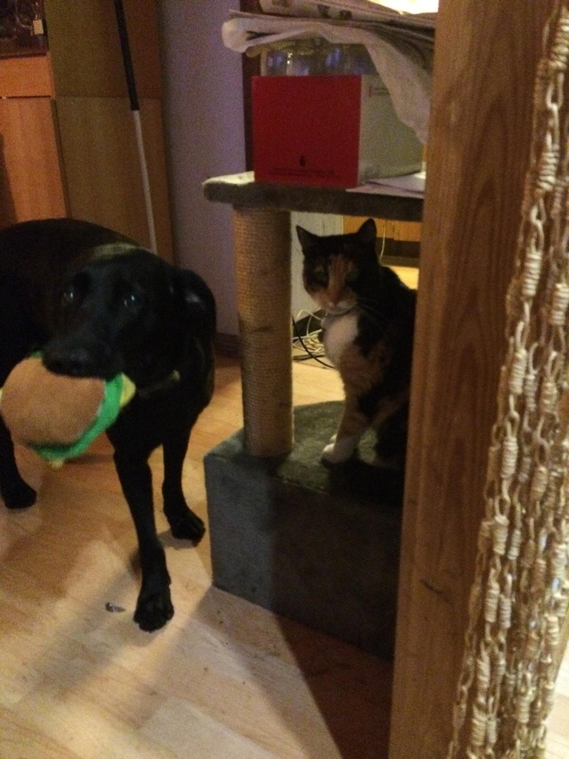 Blanding af racer Trixie - Her poserer jeg sammen med vores kat, vi er jo søde sammen billede 22