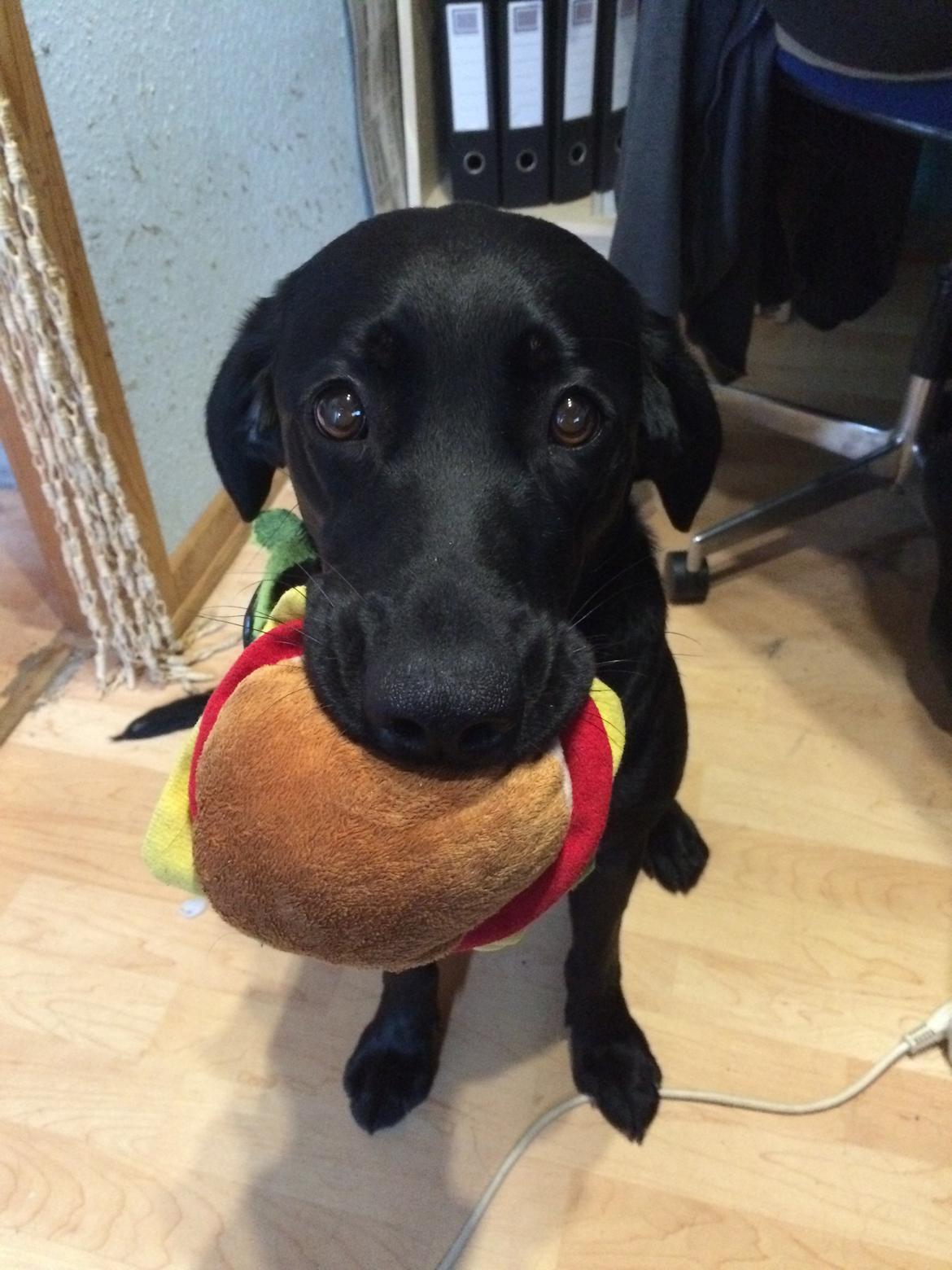 Blanding af racer Trixie - En gave jeg fik fra mors kamerat i England billede 23