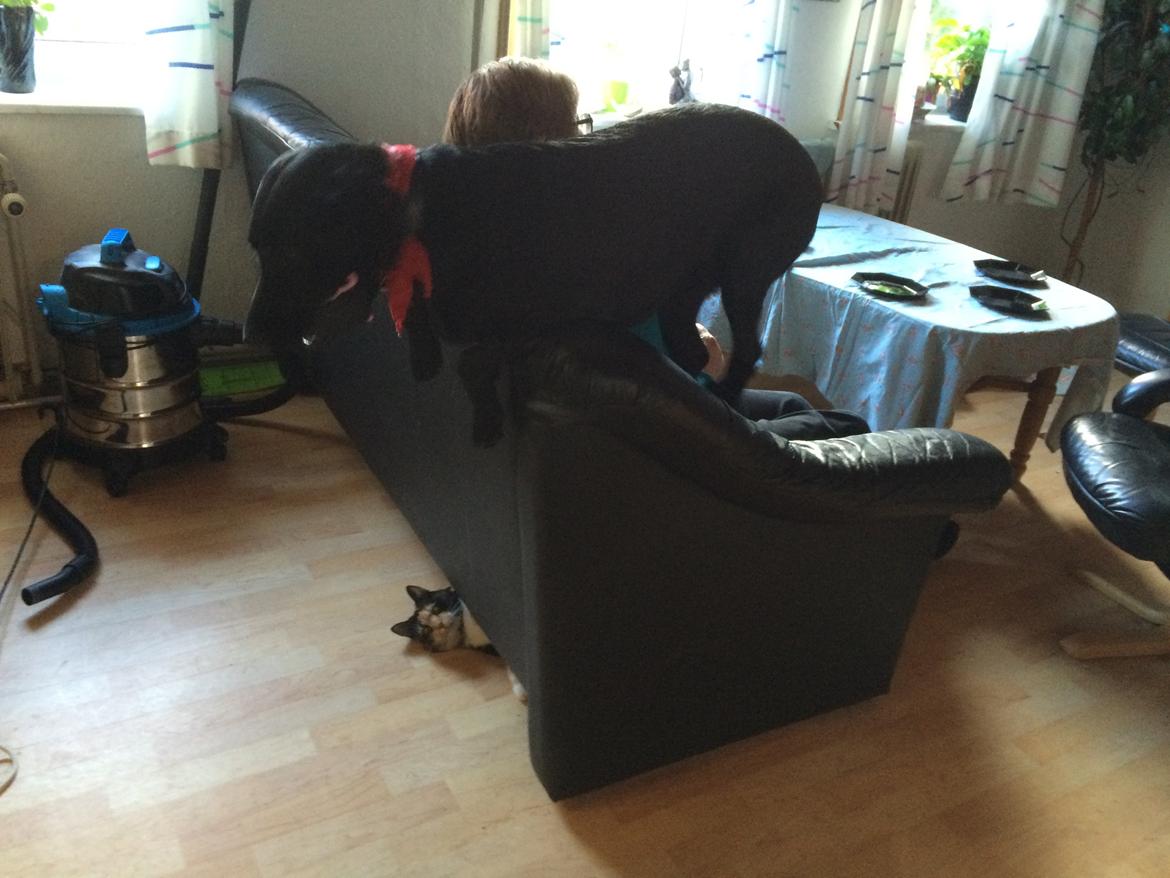 Blanding af racer Trixie - Når farmor er på besøg, går jeg helt amok, jeg elsker hende simpelthen billede 24