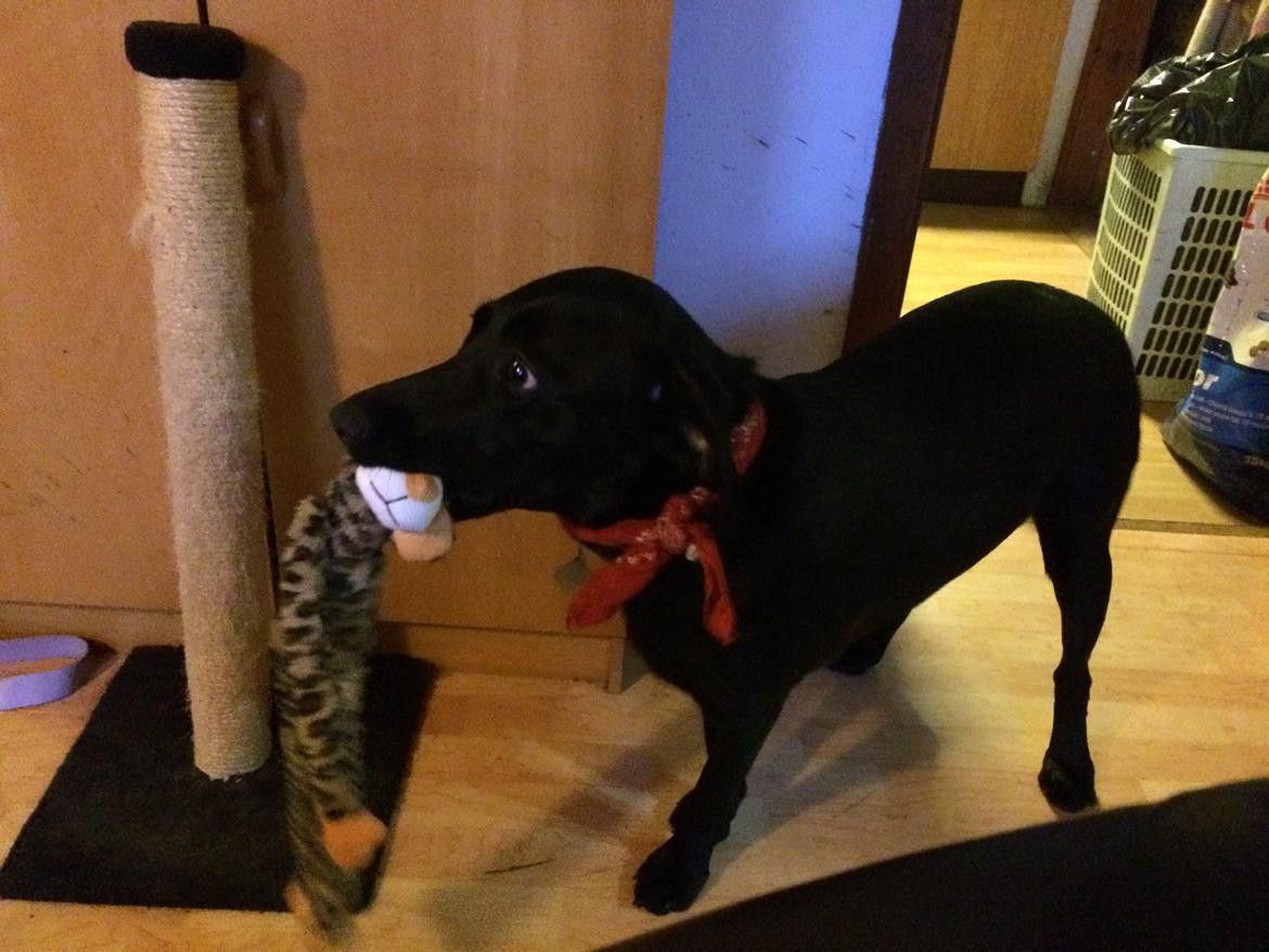 Blanding af racer Trixie - Her er så et af mine legetøj billede 25