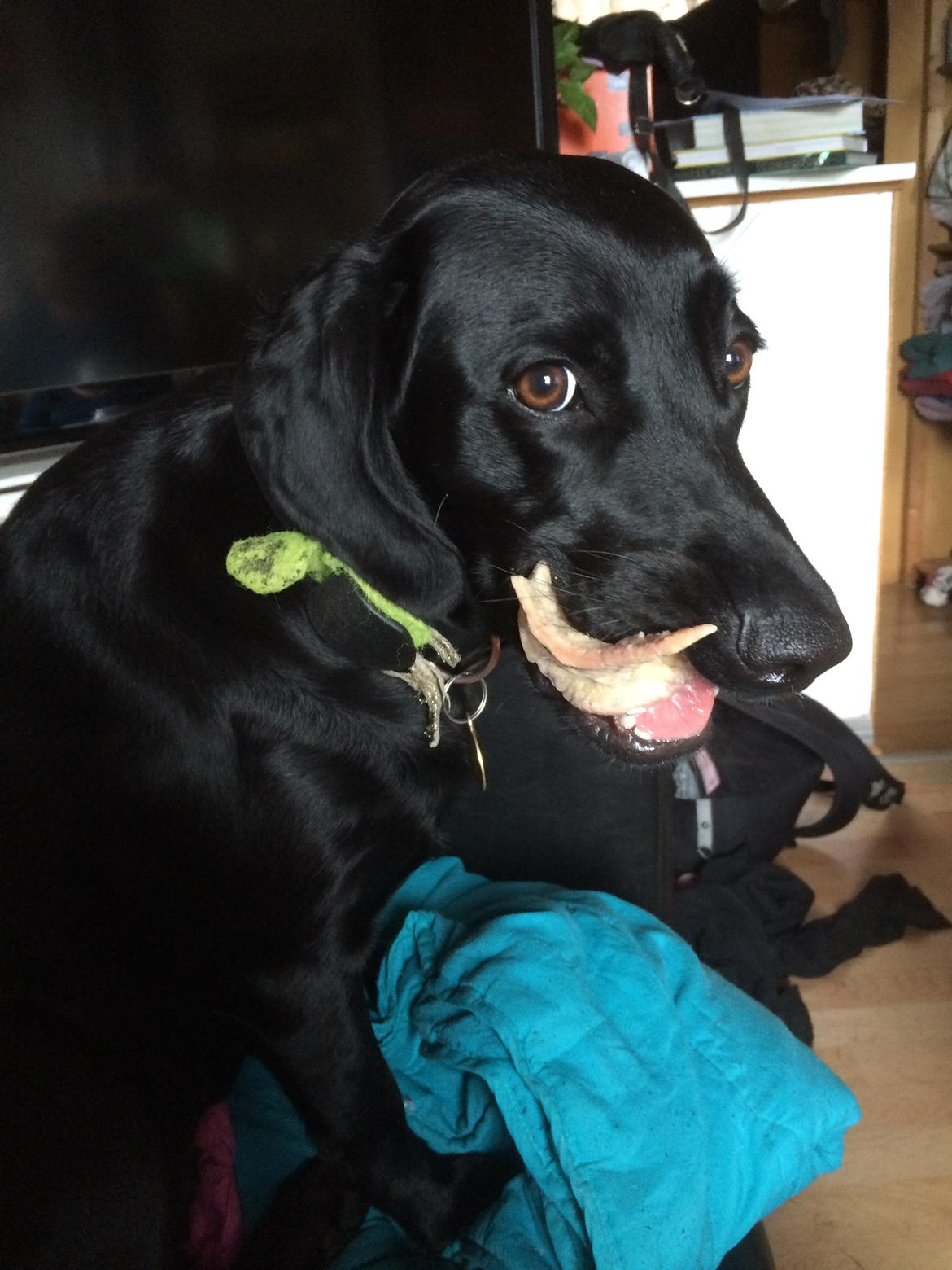 Blanding af racer Trixie billede 27