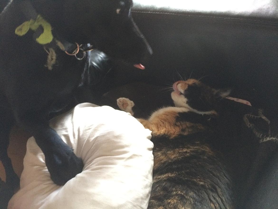 Blanding af racer Trixie - Igen, jeg elsker at irritere vores kat billede 28