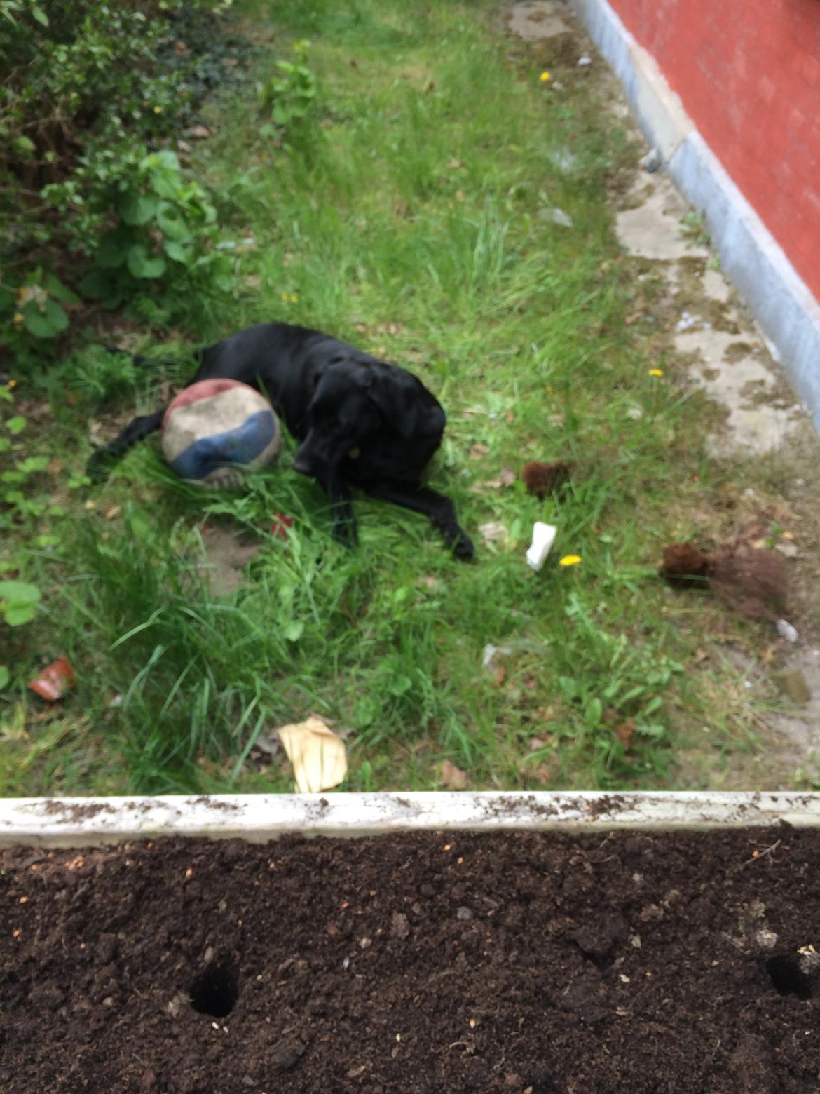 Blanding af racer Trixie - Her er min favoritbold billede 29