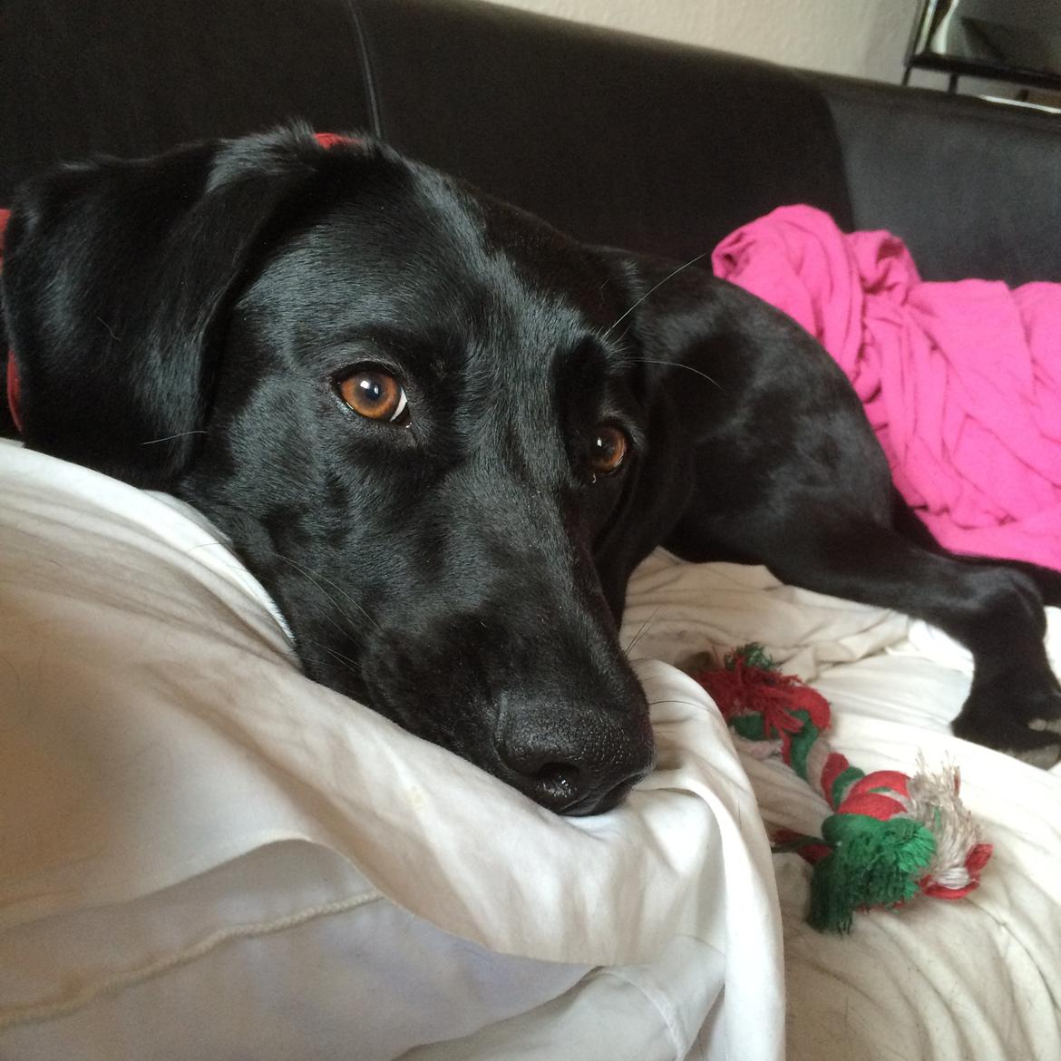 Blanding af racer Trixie - Tager en slapper i vores nye sofa billede 30