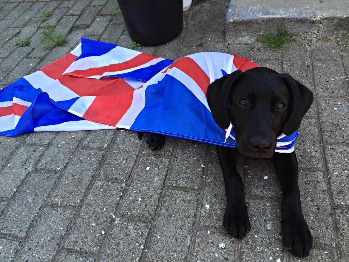 Blanding af racer Trixie - Vi blev udfordret af min engelske kamerat til at tage et billede af Trixie med det Engelske flag.. Sådan blev resultatet. Ganske fornøjd billede 10