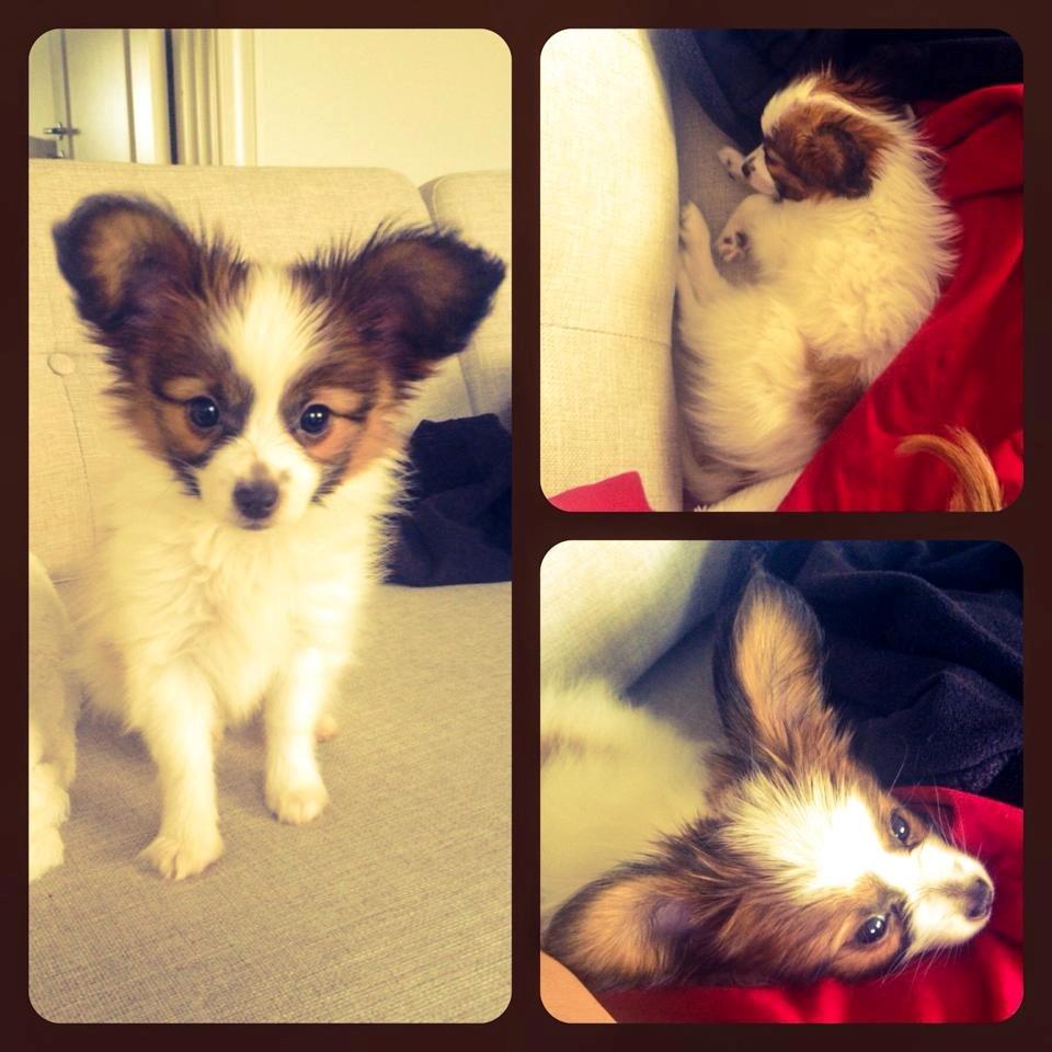 Papillon Askepot's Nemo "Louie" billede 6