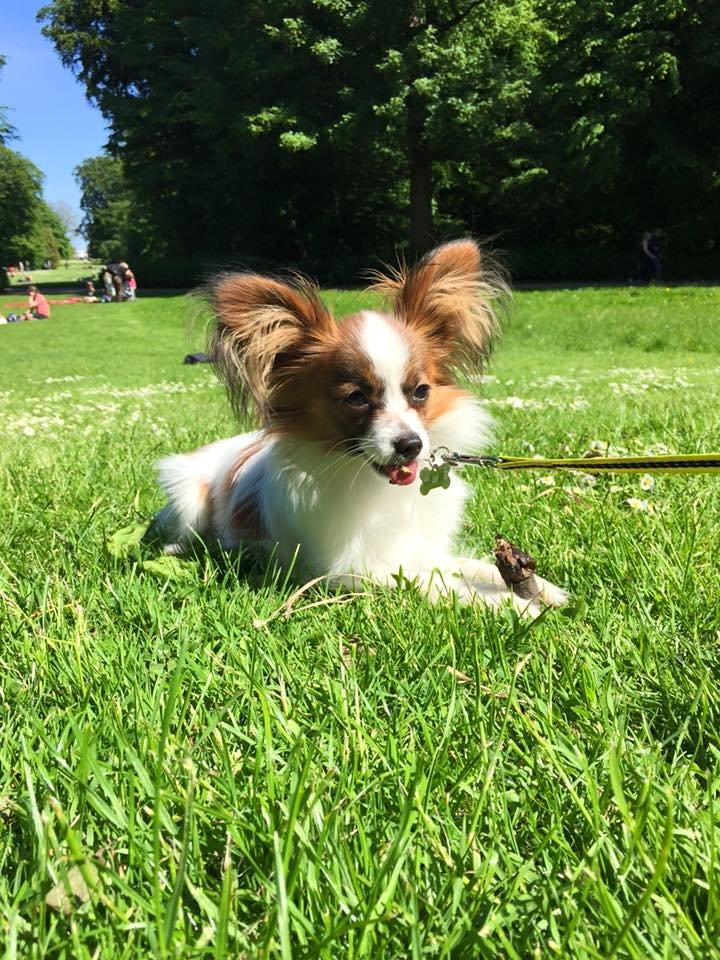 Papillon Askepot's Nemo "Louie" billede 14