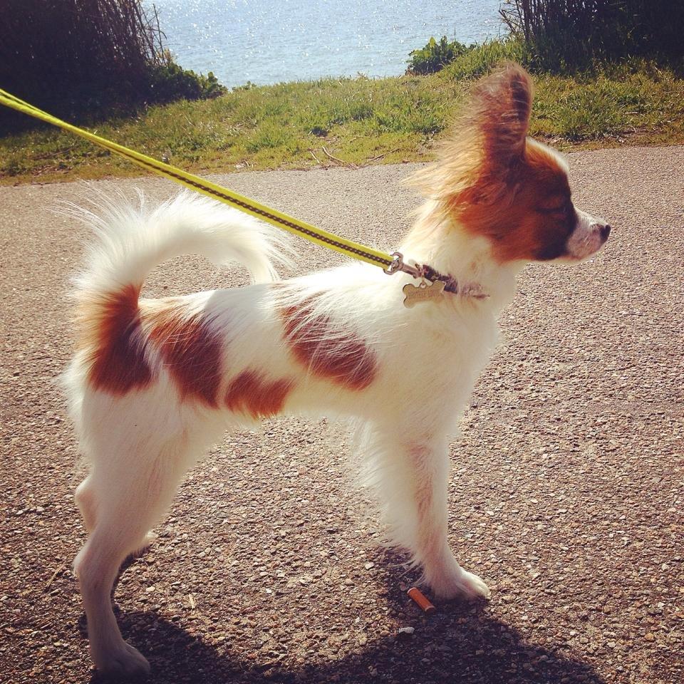 Papillon Askepot's Nemo "Louie" billede 10