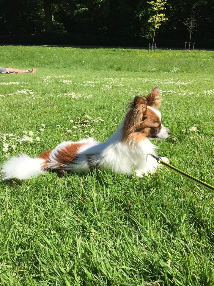 Papillon Askepot's Nemo "Louie" billede 15